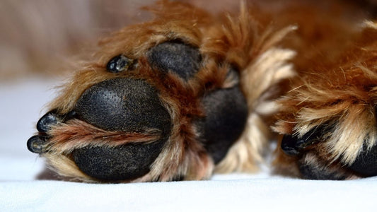 Protéger les coussinets de votre chien cet été avec le baume Fidèle Paris : 100% naturel, conçu en France et validé par des vétérinaires - Fidèle Paris