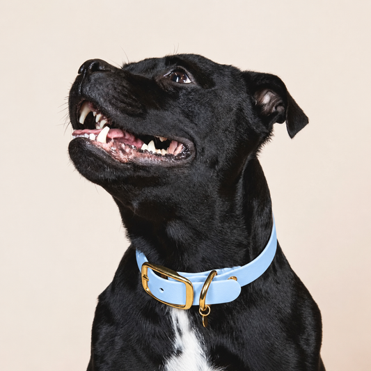 Collier pour chien - Bleu Glacial