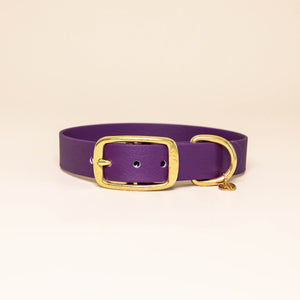 Collier pour chien - Violet