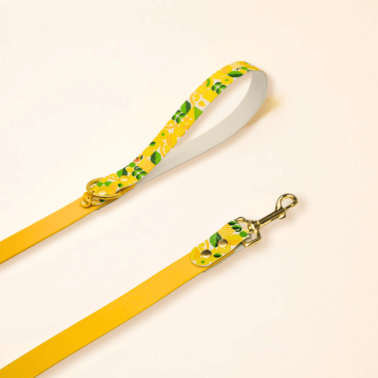 Laisse "LEMON" - Jaune - Édition limitée - Fidèle Paris