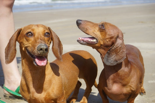 4 conseils pour protéger son chien des fortes chaleurs - Fidèle Paris