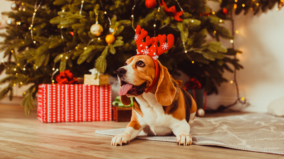 Comment bien gérer son chien à noël : Conseils pour un moment magique et sans stress