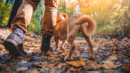 Comment choisir la longueur de longe pour votre Chien : 5, 8 ou 10 Mètres ?