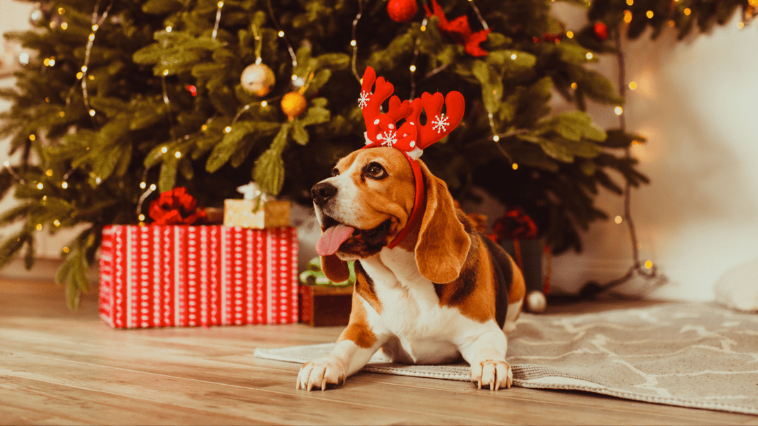 Comment bien gérer son chien à noël : Conseils pour un moment magique et sans stress - Fidèle Paris