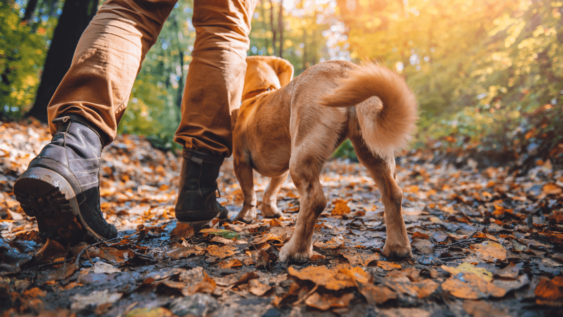 Comment choisir la longueur de longe pour votre Chien : 5, 8 ou 10 Mètres ? - Fidèle Paris