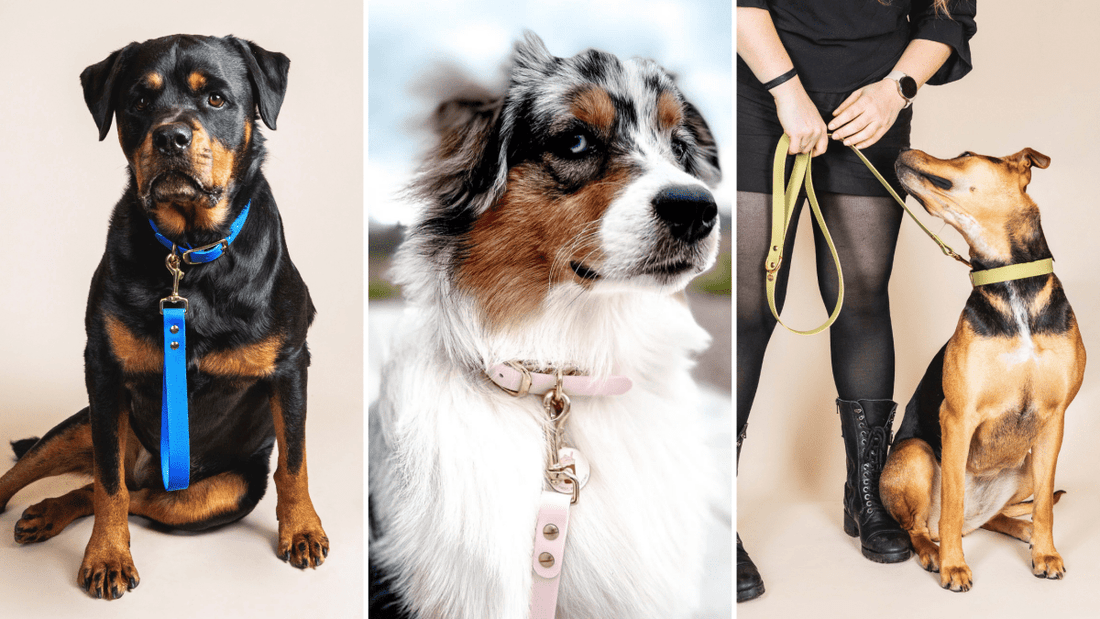 Les Couleurs de Colliers et Laisse pour Chien : Bien choisir selon la Race et le Pelage - Fidèle Paris