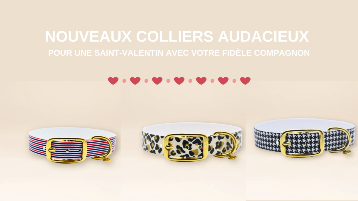 Nouveaux Colliers Audacieux pour une Saint-Valentin avec votre Fidèle Compagnon - Fidèle Paris Image