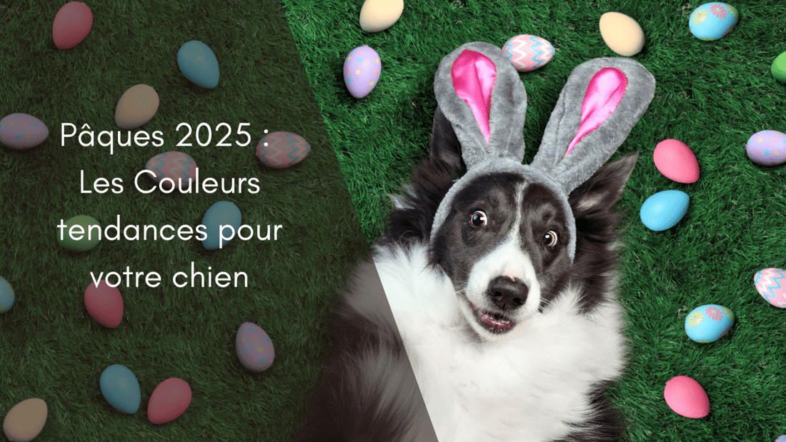 Pâques 2025 : Les Couleurs Tendances pour votre chien - Fidèle Paris