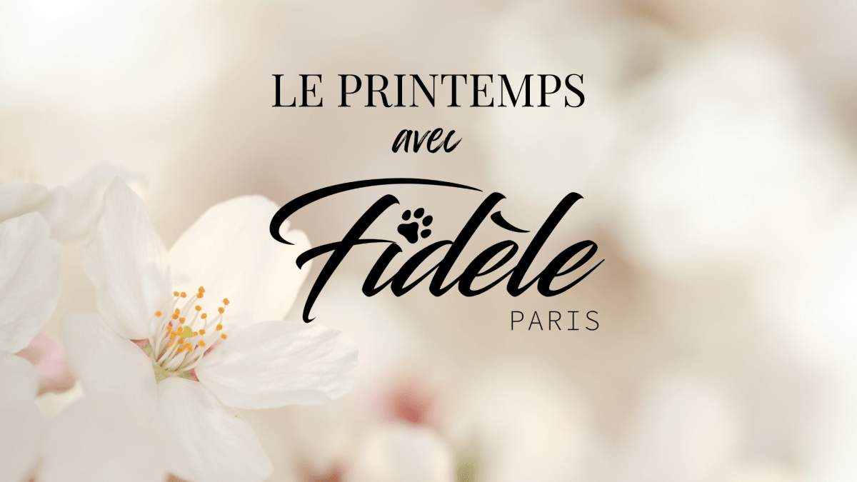 Préparer son chien au printemps : conseils et accessoires Fidèle Paris - Fidèle Paris Image