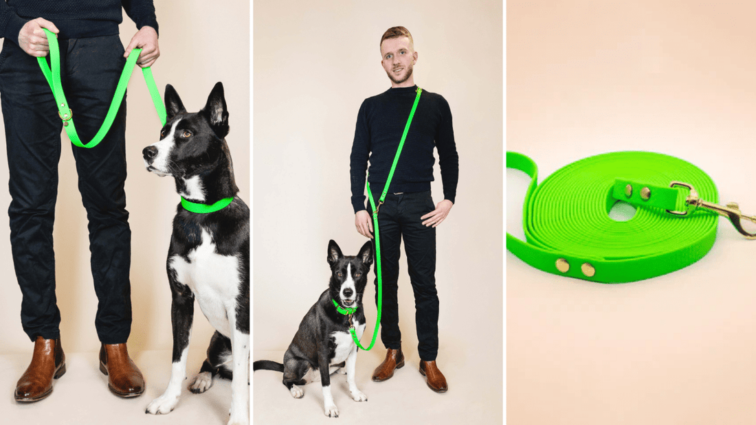 Quel modèle de Laisse choisir pour votre Chien : Laisse Simple, Multi-positions ou Longe ? - Fidèle Paris