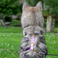 Harnais pour chien "The Bloom édition" - Violet