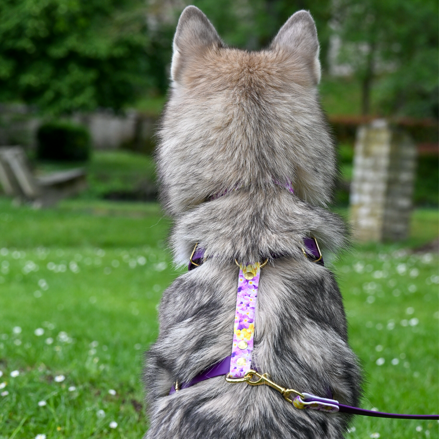 Harnais pour chien "The Bloom édition" - Violet