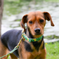 Collier pour chien "The Bloom édition" - Vert