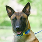 Collier pour chien "The Bloom édition" - Bleu