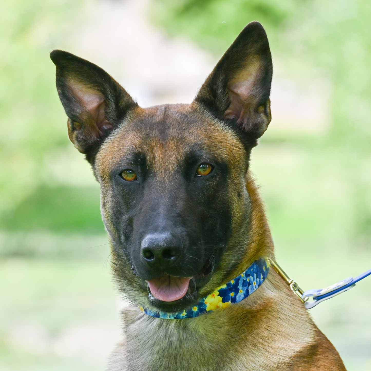 Collier pour chien "The Bloom édition" - Bleu
