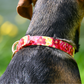 Collier pour chien "The Bloom édition" - Bordeaux