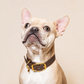 Collier pour chien - Chocolat