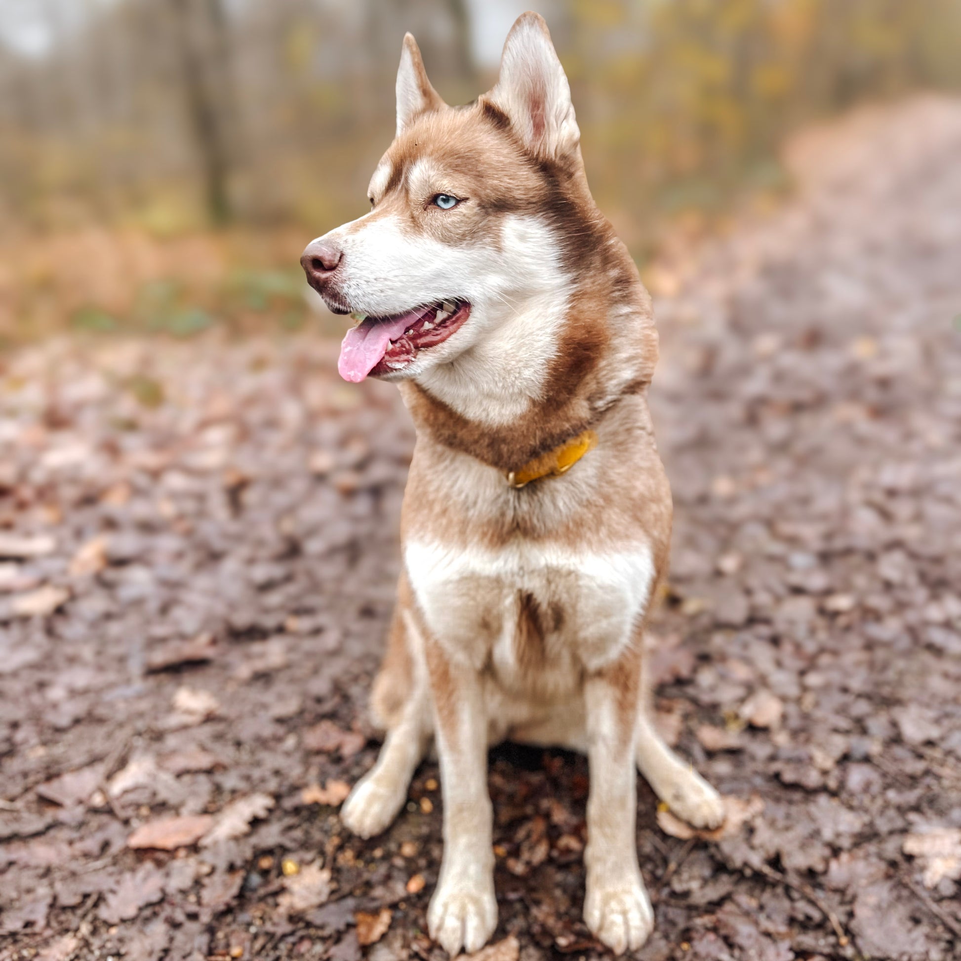 Collier pour chien jaune