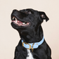Collier pour chien - Bleu Glacial