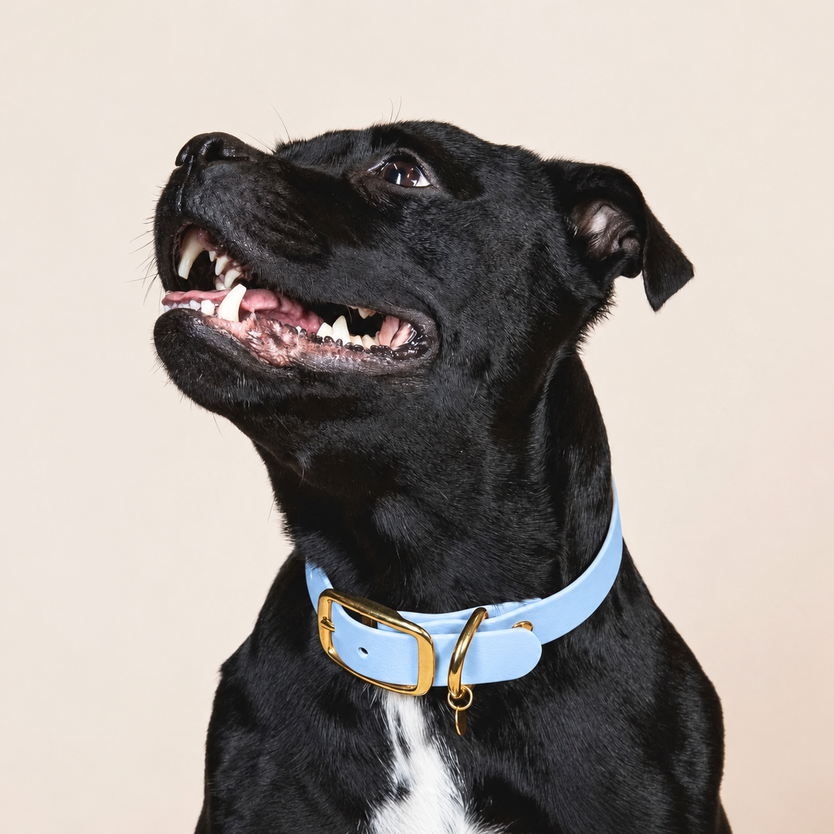 Collier pour chien - Bleu Glacial