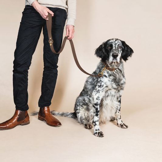 Laisse pour chien - Chocolat